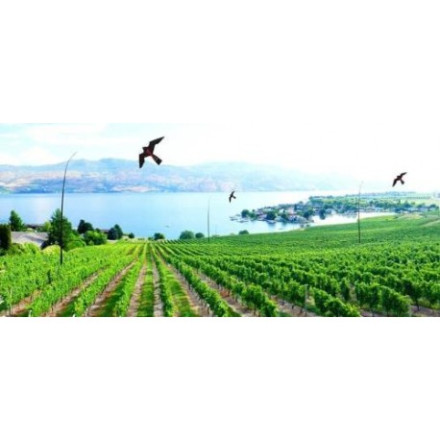 Отпугиватель птиц «Крук» Отпугиватель птиц «Крук»